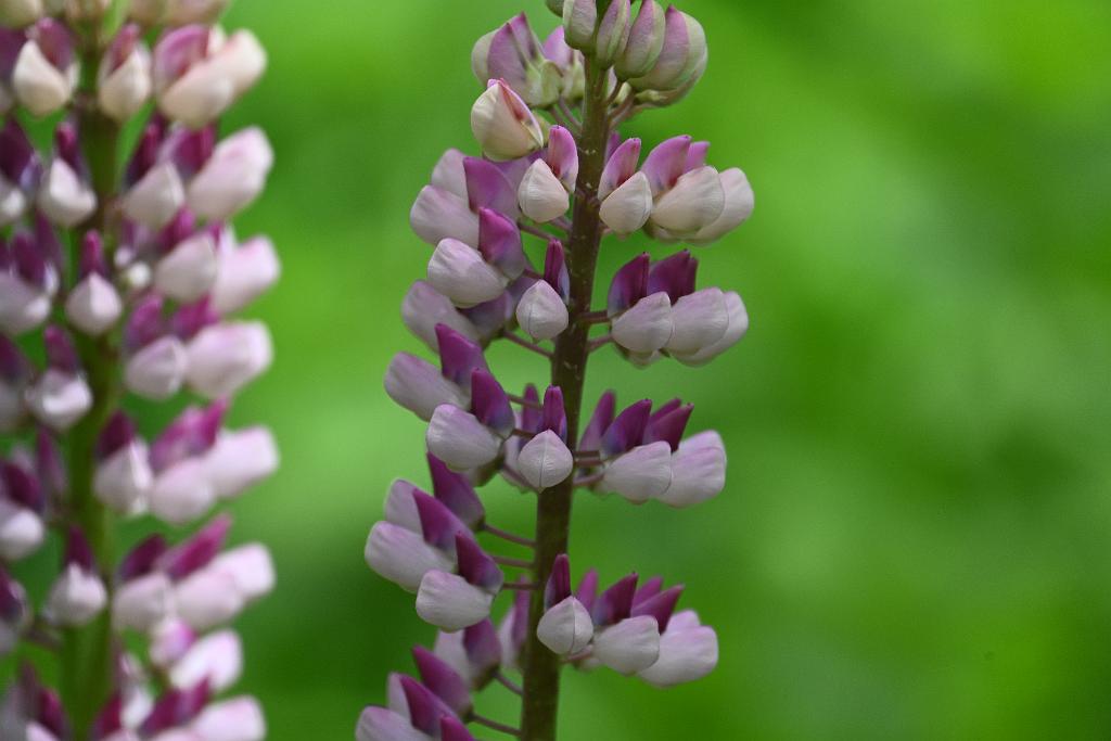 2025-06018762 Acton Arboretum, MA.JPG - Lupine. Acton Arboretum, MA, 6-1-2025